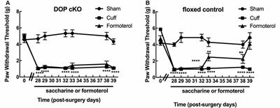 Peripheral Delta Opioid Receptors Mediate Formoterol Anti-allodynic Effect in a Mouse Model of Neuropathic Pain